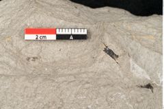 Foto (Detailansicht) von Plantae indet.  (NHMW-GEO-2024-0188-11444)